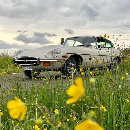 Bw Dandyland - Tree Bělehrad